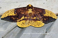 VHTH034 Eacles imperialis.JPG