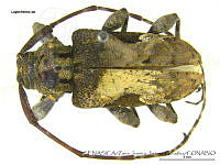 ZJJG0521 Lagocheirus sp..jpg