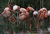 MASM06335 Phoenicopterus ruber.jpg