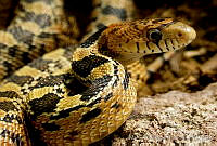 MDL0309 Pituophis deppei.jpg