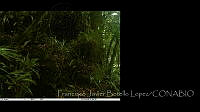 FJBL0142 Crypturellus soui.jpg
