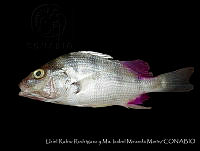 HJ008-092 Pomadasys macracanthus.jpg