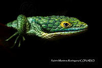 MN6PG0475 Abronia graminea.jpg