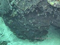 NE018 0978 Agaricia undata.jpg