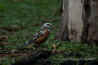 PRB0314 Turdus migratorius.jpg