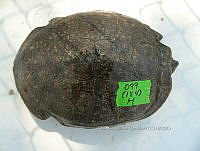 NE017 355 Trachemys venusta.jpg