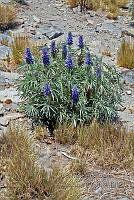 LAA122 Lupinus montanus.jpg