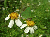 JCGM01012 Cyanophrys goodsoni.jpg