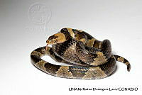 PJ016 0302 Trimorphodon tau.JPG