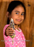 JAFH 001 Zea mays.jpg