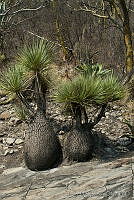JHC0019 Beaucarnea gracilis.jpg