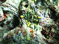 VDLCF0160 Aka coralliphaga.jpg