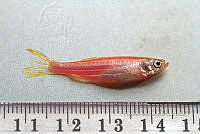 LI006 008 Danio rerio.jpg