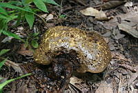 DK0735 Fungi.jpg