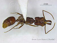 BTH0030 Odontomachus ruginodis.jpg