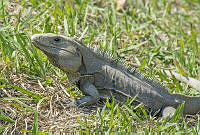 IMDOC1703 Ctenosaura similis.jpg