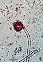 ME008 0153 Eurotium.jpg