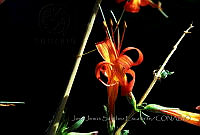 JJSE0021 Anisacanthus thurberi.JPG