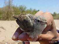 GRC0049 Vireo belli.jpg