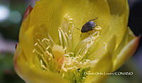 MN6PyH0007 Opuntia monacantha.jpg