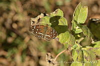JCGM03698 Anthanassa texana ssp. texana.jpg