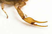 MASM07692 Centruroides infamatus.jpg