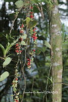 ME010 JA 00122 Cissampelos pareira L., 1753.JPG