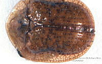 GMRM0191 Microctenochira aspersa.jpg