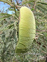 OTVBK029 0059 Acacia subangulata.jpg