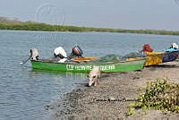 HJ6- 0315- Cerdo (Sus scrofa) y lanchas en Laguna Tecomate.jpg