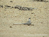MAGB 0018 Sternula antillarum.JPG