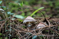 ZAPF 0802 Lepiota brunneoincarnata.jpg