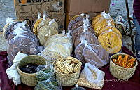 FBA0912 Zea mays.jpg