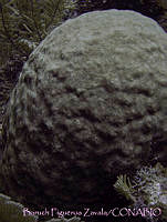BFZ0024 Solenastrea bournoni.jpg