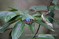 ZAPF0296 Astraptes fulgerator.jpg
