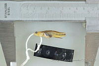 SGQ0940 Elacatinus puncticulatus.jpg