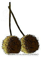 RAA0624 Platanus × acerifolia.jpg