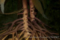 OAO0119 Macrocystis pyrifera.jpg