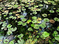 ADG0098 Nymphaea sp..JPG