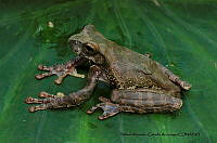 RACA 0037 Charadrahyla sakbah.JPG