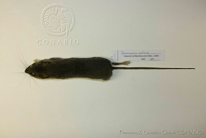 Peromyscus aztecus