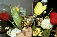 DK1134 Kinosternon leucostomum.jpg