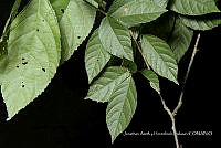 Huitz 2046 Acalypha schlechtendaliana.jpg