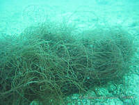 RRR0020 Gracilaria parvispora.JPG