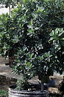 DK2349 Artocarpus heterophyllus.jpg