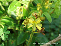MEGA 0368 Guilandina bonduc.JPG