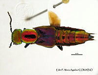 EFM0076 Phanolinus obsoletus.JPG