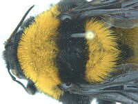 JAMR171 Bombus sonorus.jpg