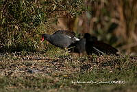 IMDOC3767 Gallinula galeata.jpg