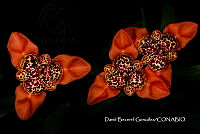 MN6PyH0034 Tigridia Pavonia.jpg